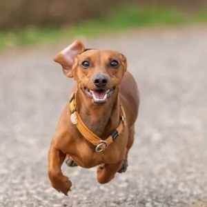 Meet your Posher, Sally